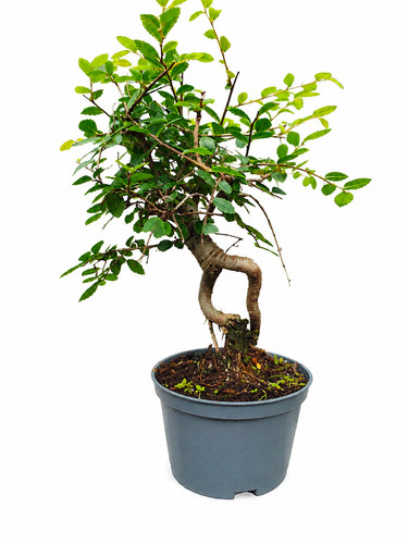 Chinese elm bonsai tree - chinese,