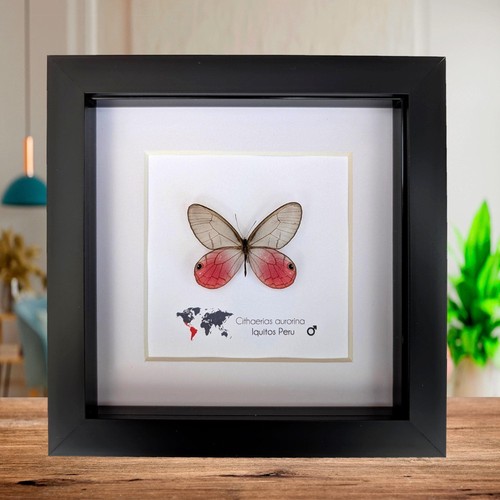 Cithaerias aurorina the - aurorina,,