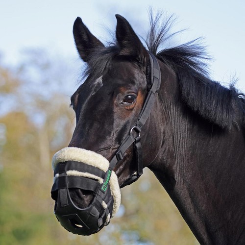 Horse grazing muzzle - grazing,