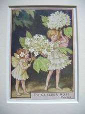 Vintage Flower Fairies Print & Mount Guelder Rose Fairies Cicely Barker c1930's