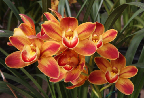 Cymbidium wallacia burnt - wallacia, 'burnt