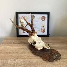 Rare Impressive Roe Deer Skull Bronze Medal Trophy With Certificate Taxidermy