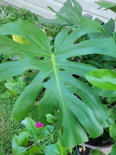 Monstera deliciosa swiss - monstera, ,swiss