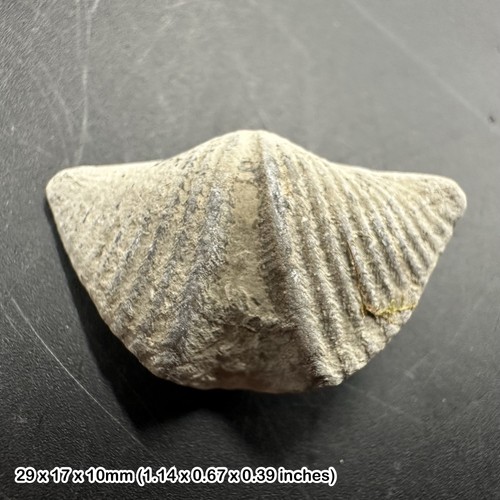 Winged brachiopod fossil