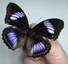 Hypolimnas Diomea A- Set