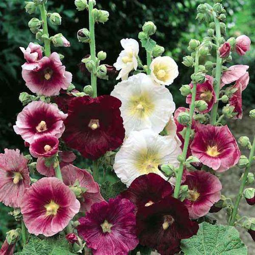 Mixed hollyhocks alcea seeds - hollyhocks,
