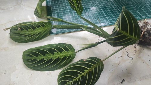 Maranta lemon lime bare - lemon, rooted
