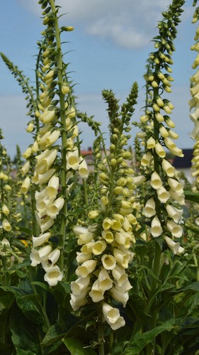 9cm pots primrose - in,