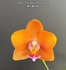 Phalaenopsis Pumpkin Mont