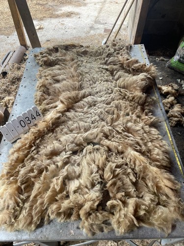 Portland raw unwashed sheep - portland,