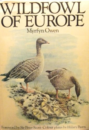 Wildfowl europe myrfyn - wildfowl, by