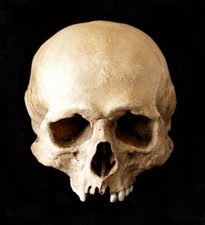 Human Skull Replica