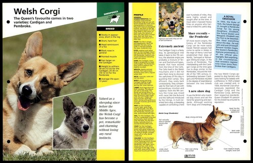 Welsh corgi breed dogs of - corgi,