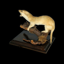 Taxidermy Weasel (Mustela nivalis) Log no 203. Standing On Driftwood. H16cm.