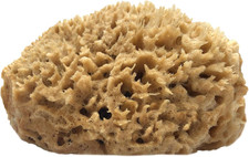 Half Natural Sea Sponge with