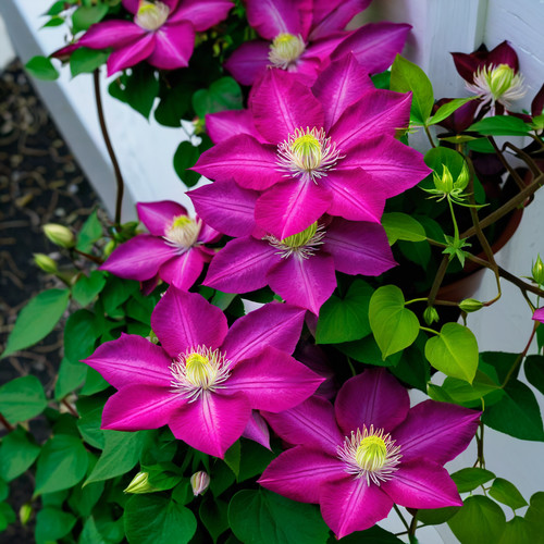 Magenta clematis seeds - 25,
