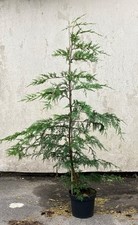 50x TREES GREEN LEYLANDII HEDGING CONIFER (4-5FT) FOOT PLANTS 5LT POTS EVERGREEN