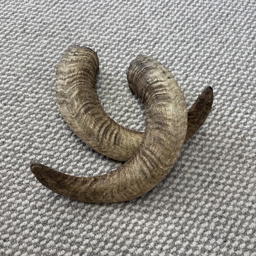 Genuine sheep ram - horns, pair