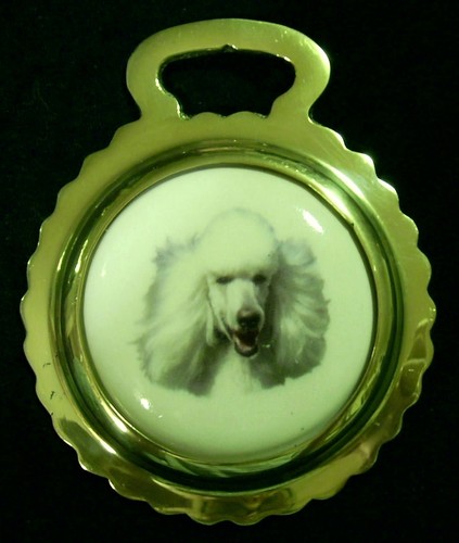 New dog white poodle - new,