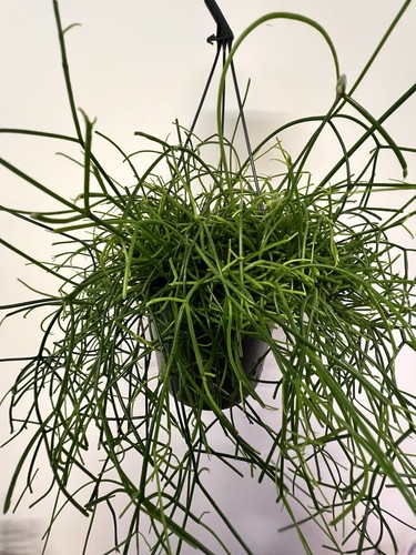Rhipsalis baccifera oasis 17cm - rhipsalis,
