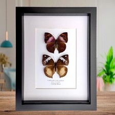 Framed african leaf butterfly