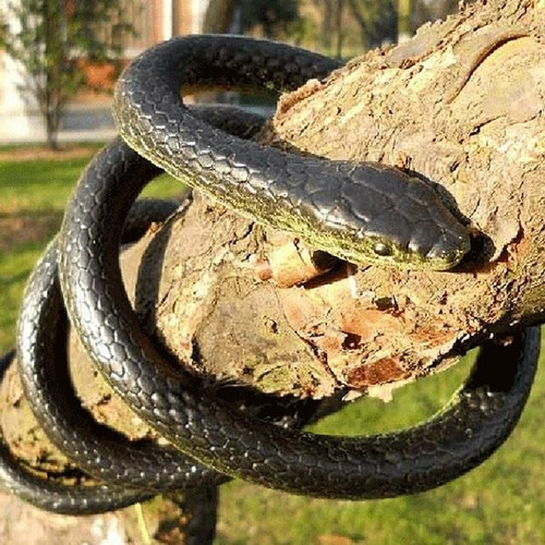 Very real rubber toy - real, fake