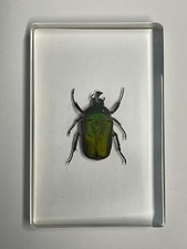 REAL Insect in clear resin
