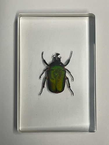 Real insect clear resin - real,