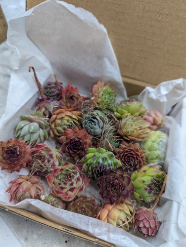 Mixed sempervivum baby chics - baby,