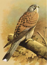 Kestrel Bird Picture Print