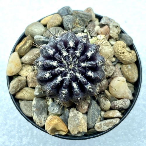 Eriosyce crispa very - eriosyce,