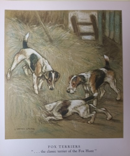 Vintage fox terrier dogs - terrier, by