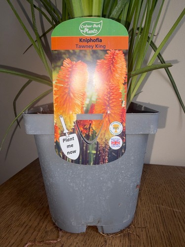 Kniphofia tawny king red - kniphofia,