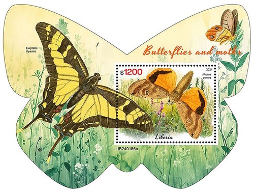 Butterflies moths butterfly - &,