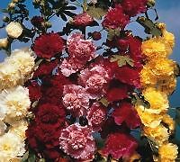 Flower hollyhock chaters - -,