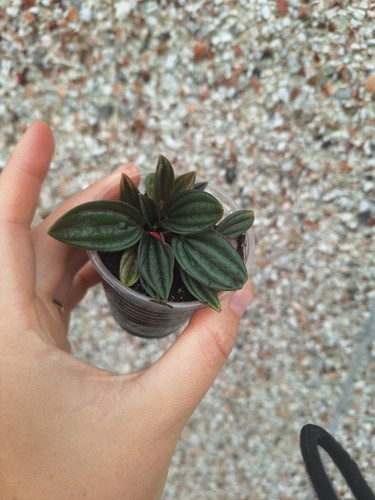 Peperomia caperata rosso - peperomia,