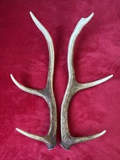 PAIR OF RED DEER ANTLERS 358g