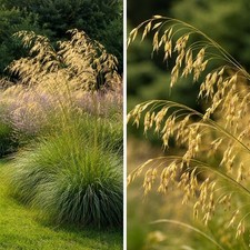 Stipa gigantea / Giant Feather
