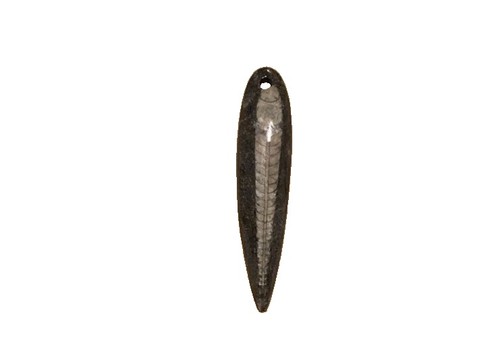 Polished orthoceras fossil - polished,