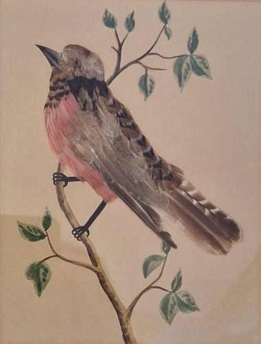 Pink finch real - real, feathers