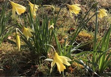 WILD DAFFODIL BULBS (