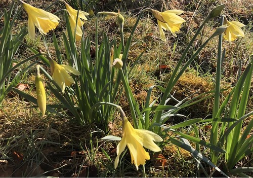 Wild daffodil bulbs - daffodil,