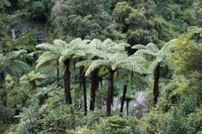 NZ Black Tree Fern (Cyathea