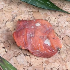 Antique orange coral shell - orange,