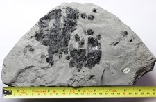 Fossil ganoid fish Charmouth Jurassic Lias ?Dapedium, rare from Belemnite Marls 