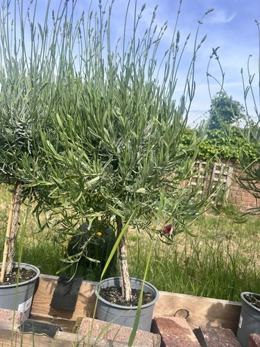 Rpp lavender tree - lavender,