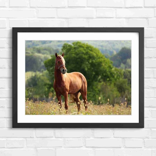 Palomino horse standing - palomino,