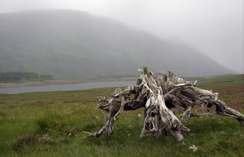 Photo 6x4 bogwood root - 6x4,