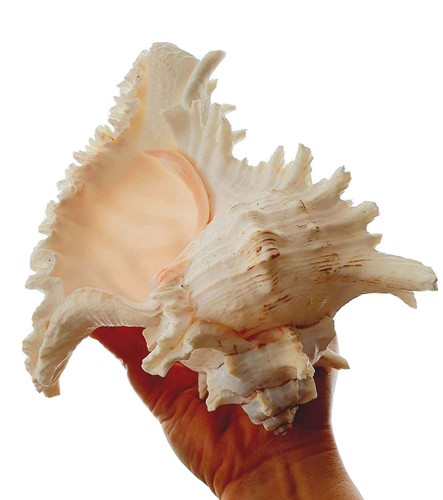 Huge white seashell murex - huge,