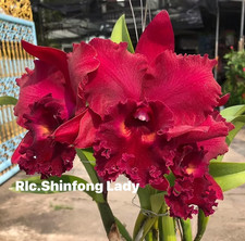 Rare Cattleya / Rlc. Shinfong